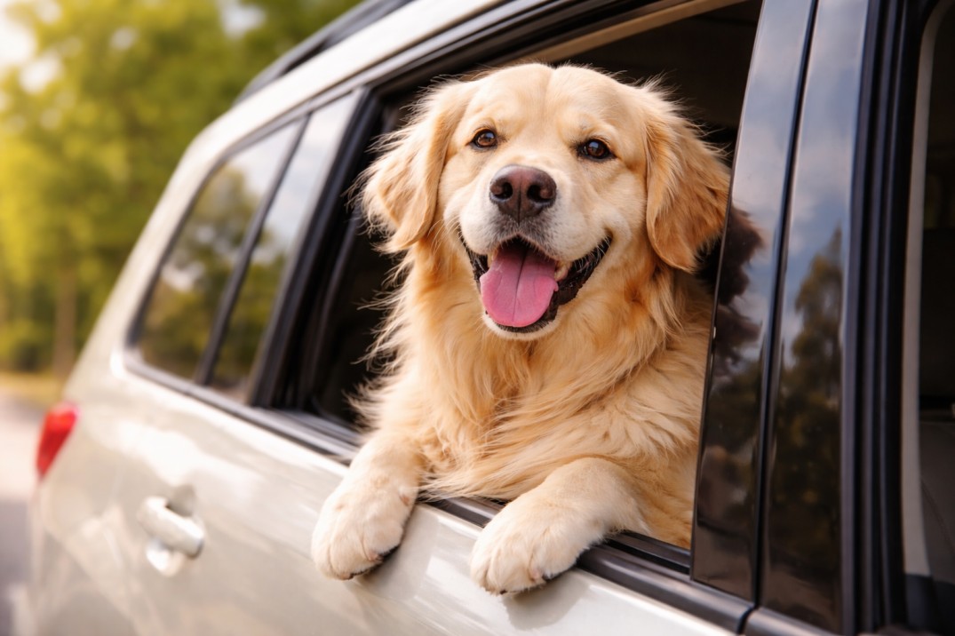 Pet Hair Stuck in Car Seats — Why It Never Fully Comes Out